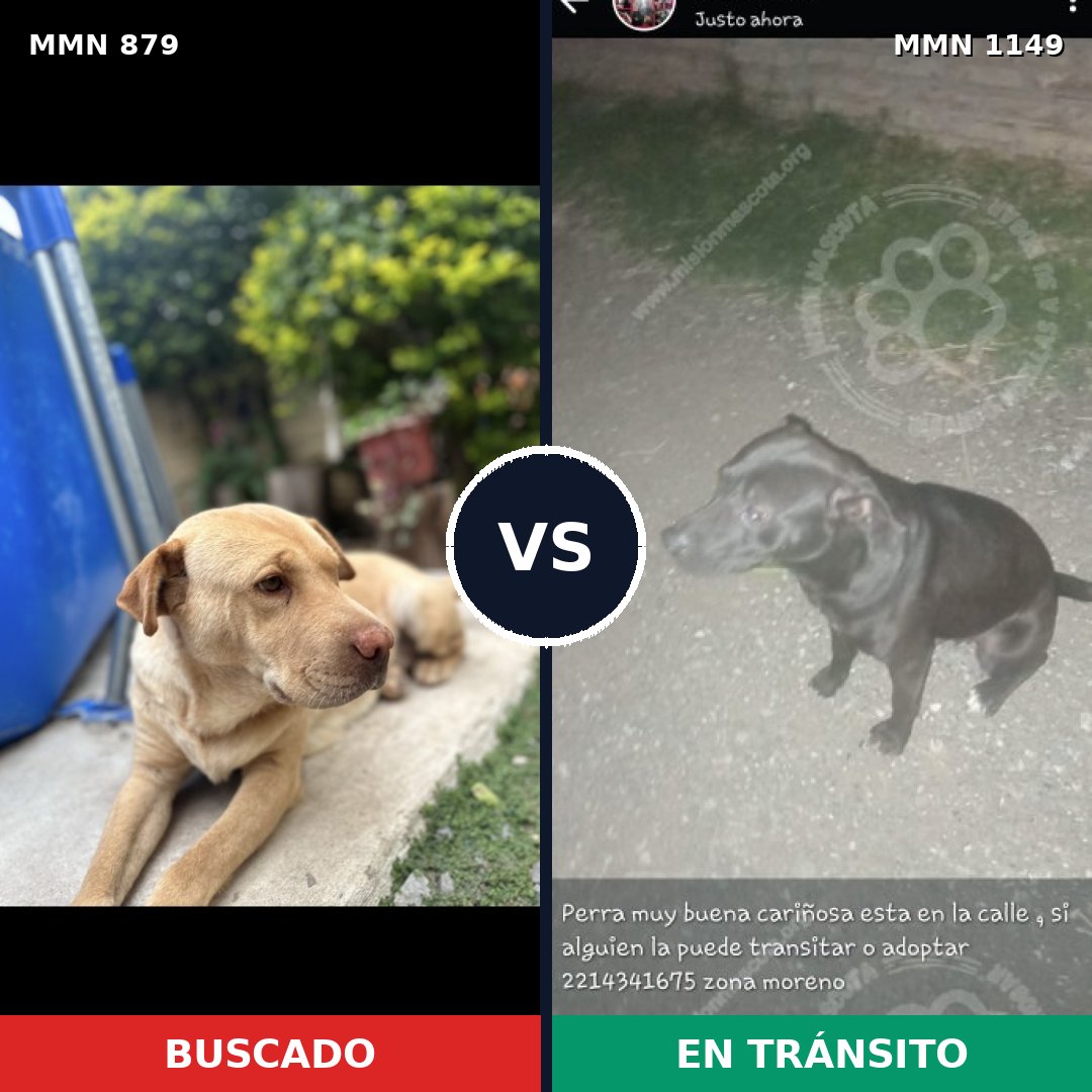 Comparativa MMS 17274: mascota perdida y mascota encontrada, 59% de similitud