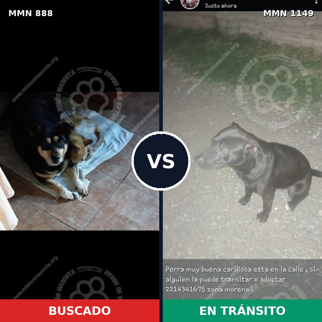 Comparativa MMS 17275: mascota perdida y mascota encontrada, 55% de similitud