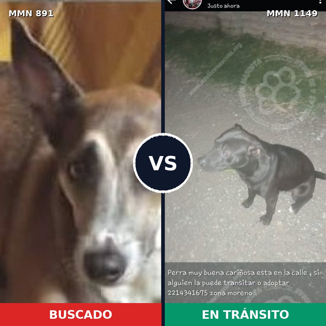 Comparativa MMS 17276: mascota perdida y mascota encontrada, 36% de similitud