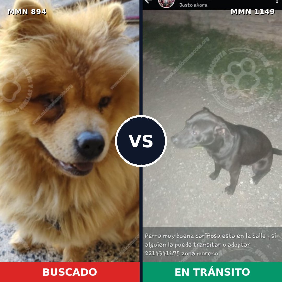 Comparativa MMS 17277: mascota perdida y mascota encontrada, 47% de similitud