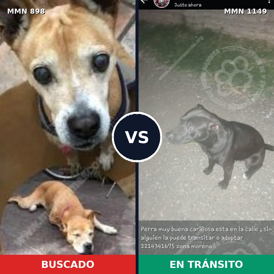Comparativa MMS 17279: mascota perdida y mascota encontrada, 50% de similitud