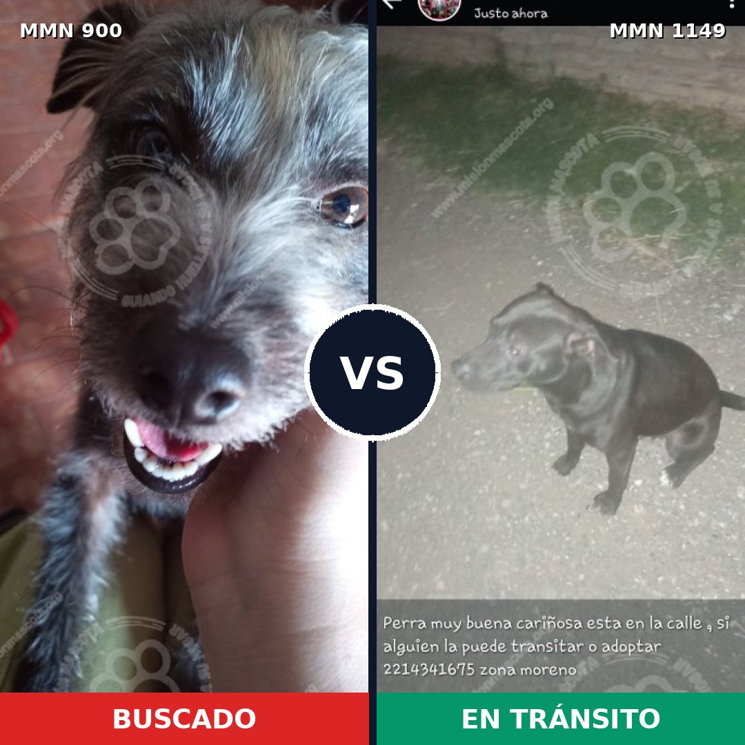 Comparativa MMS 17280: mascota perdida y mascota encontrada, 55% de similitud