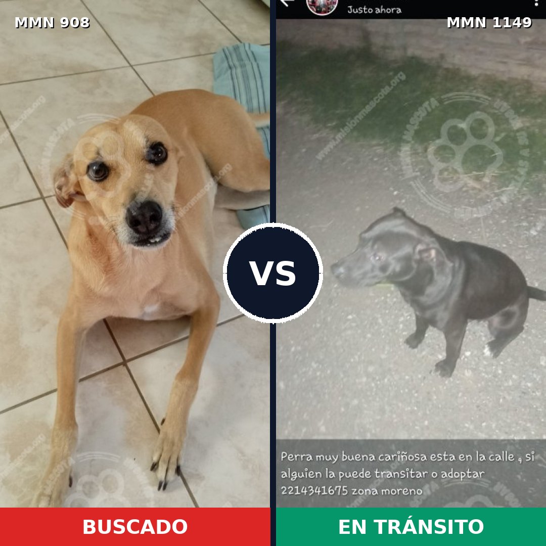 Comparativa MMS 17282: mascota perdida y mascota encontrada, 49% de similitud