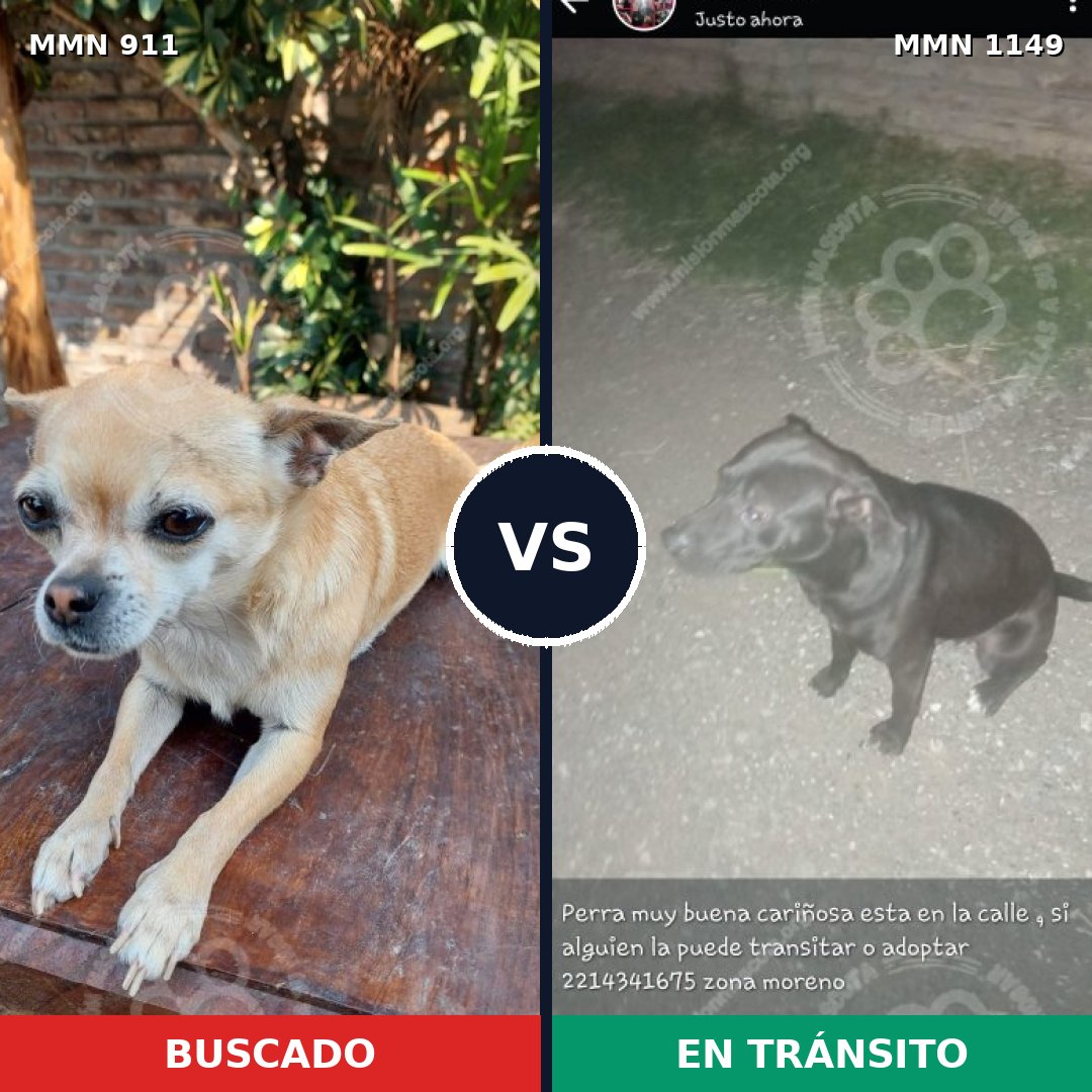 Comparativa MMS 17283: mascota perdida y mascota encontrada, 38% de similitud