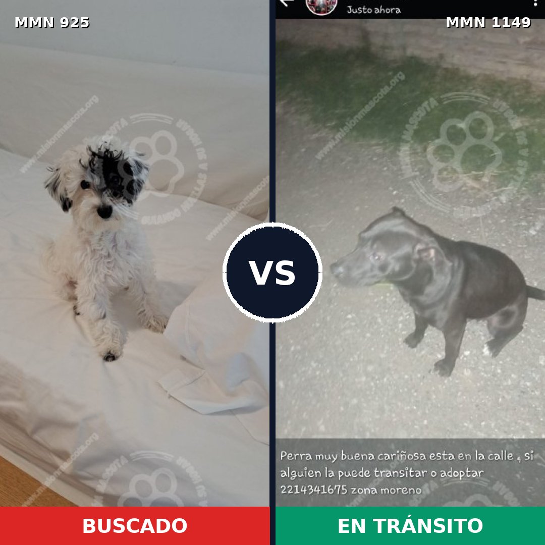 Comparativa MMS 17285: mascota perdida y mascota encontrada, 42% de similitud