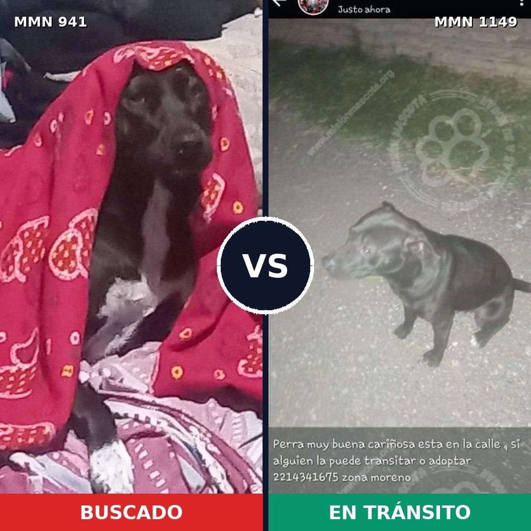 Comparativa MMS 17288: mascota perdida y mascota encontrada, 46% de similitud