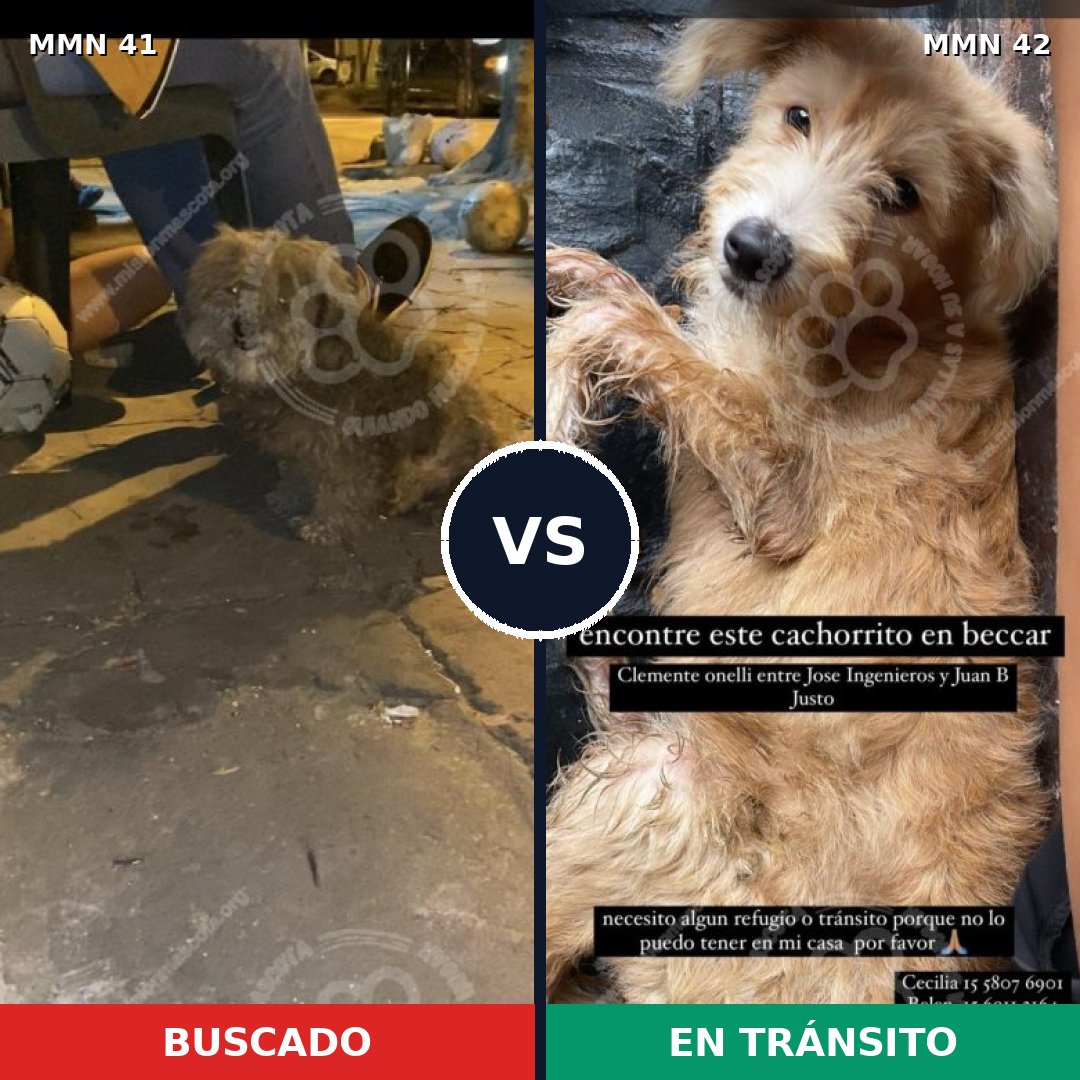 Comparativa MMS 1729: mascota perdida y mascota encontrada, 76% de similitud