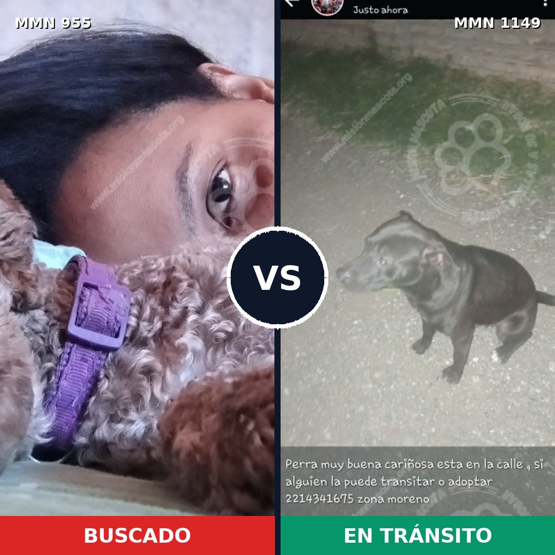 Comparativa MMS 17292: mascota perdida y mascota encontrada, 27% de similitud