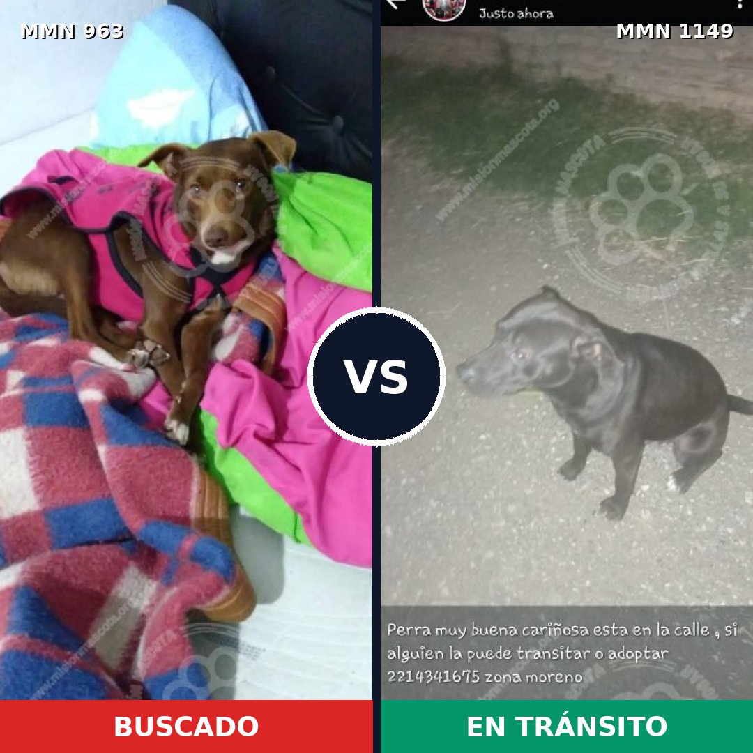 Comparativa MMS 17293: mascota perdida y mascota encontrada, 46% de similitud
