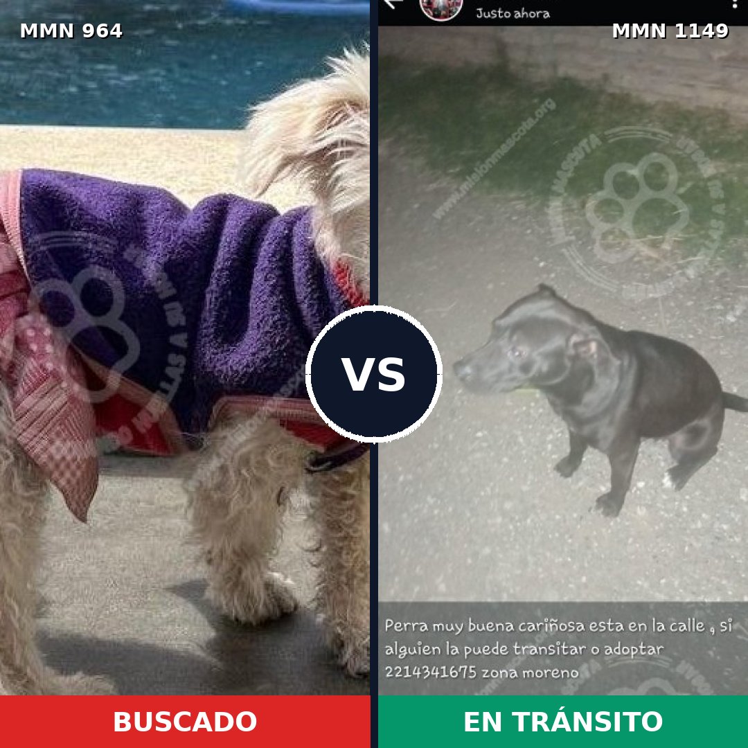 Comparativa MMS 17294: mascota perdida y mascota encontrada, 38% de similitud