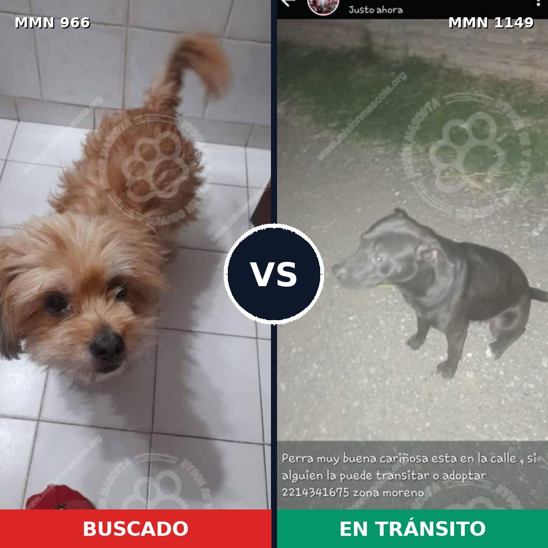 Comparativa MMS 17295: mascota perdida y mascota encontrada, 35% de similitud