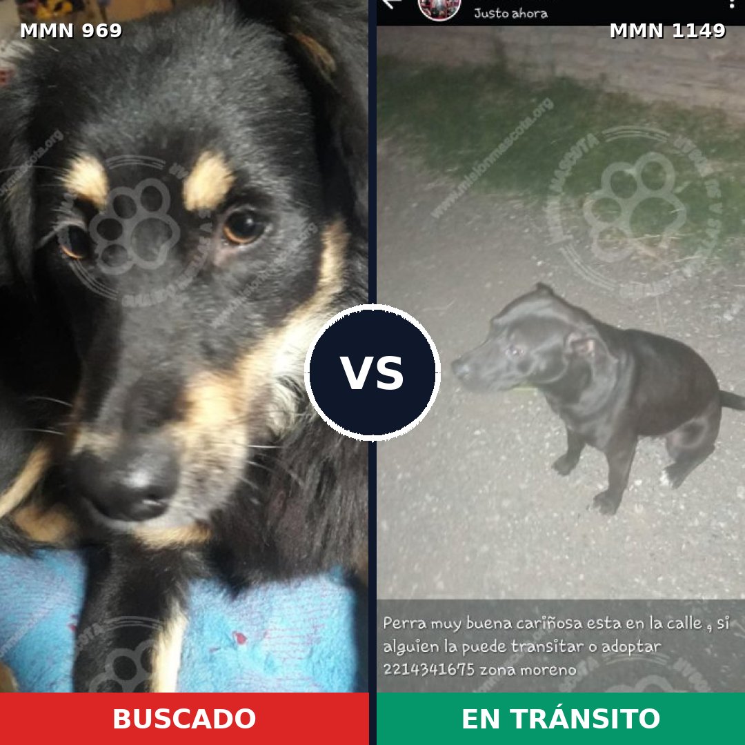 Comparativa MMS 17296: mascota perdida y mascota encontrada, 52% de similitud