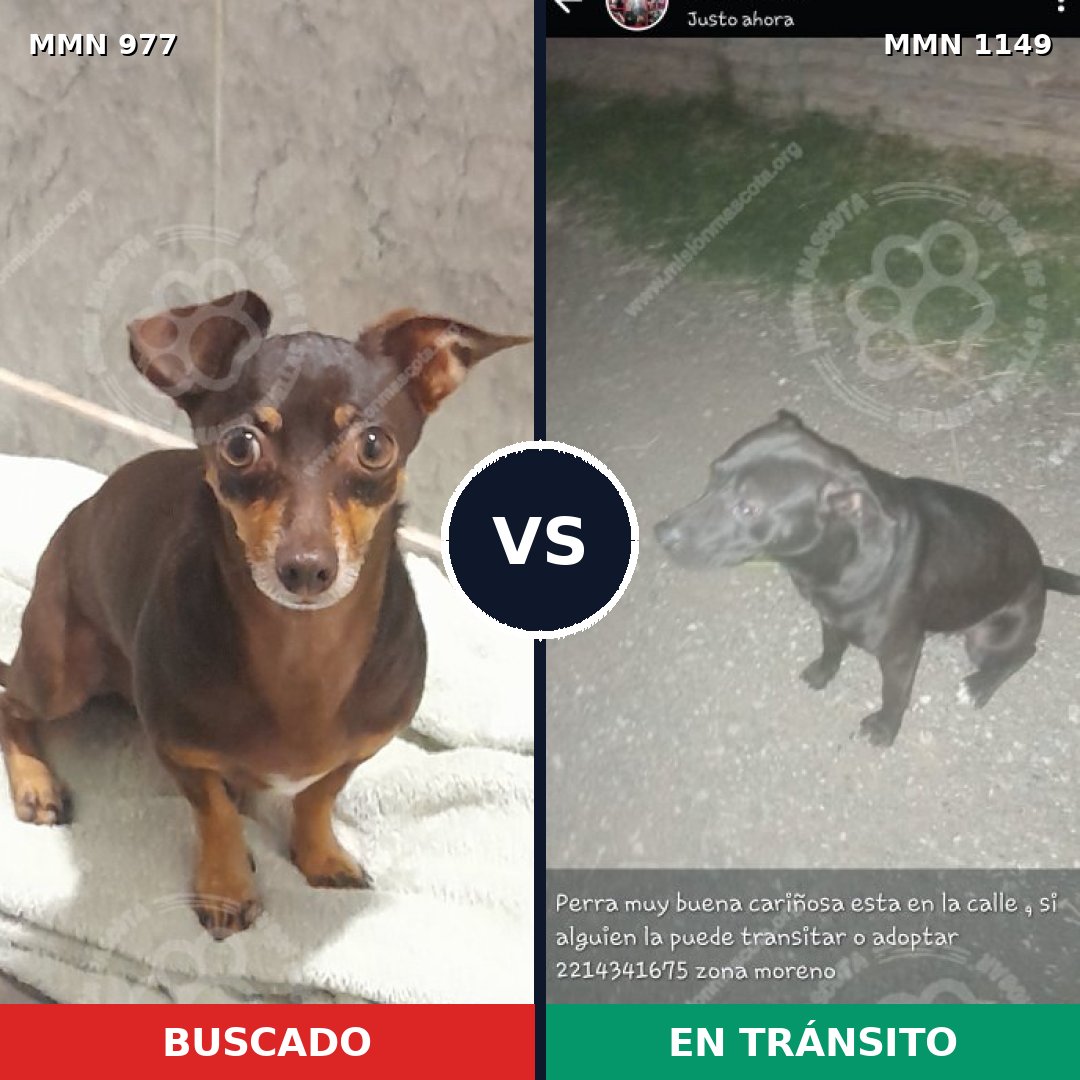 Comparativa MMS 17297: mascota perdida y mascota encontrada, 38% de similitud