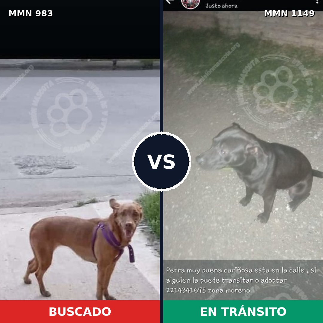 Comparativa MMS 17298: mascota perdida y mascota encontrada, 36% de similitud