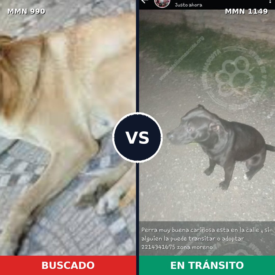 Comparativa MMS 17299: mascota perdida y mascota encontrada, 47% de similitud