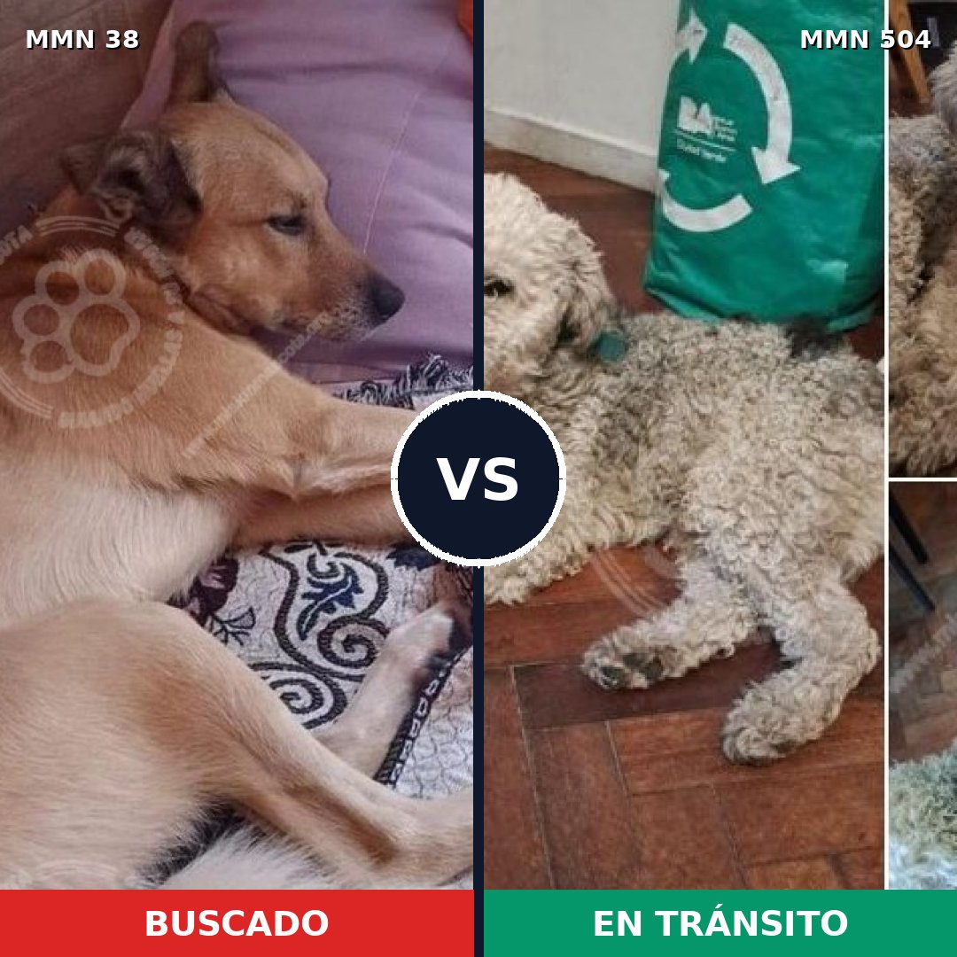 Comparativa MMS 173: mascota perdida y mascota encontrada, 46% de similitud