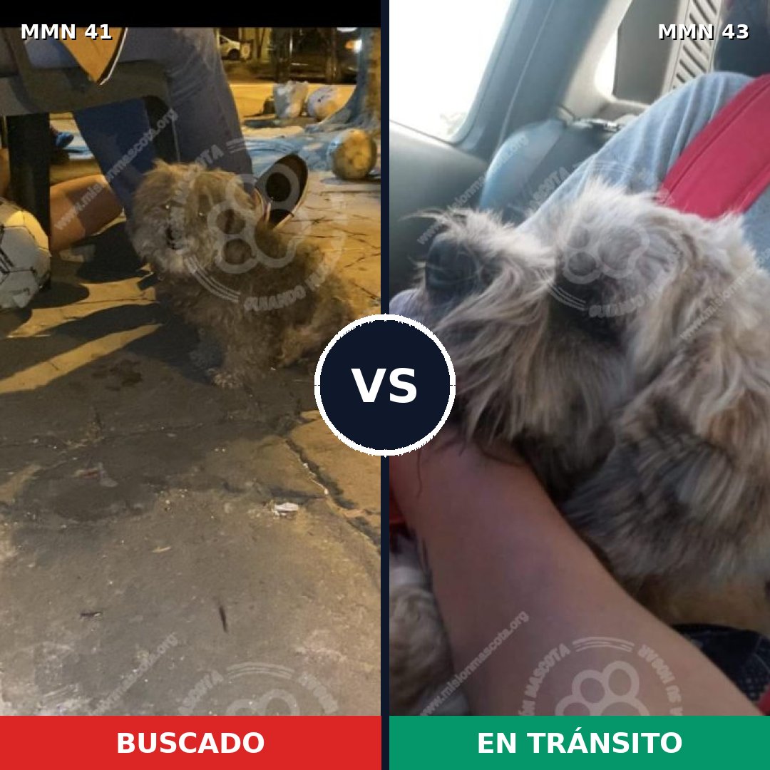Comparativa MMS 1730: mascota perdida y mascota encontrada, 75% de similitud
