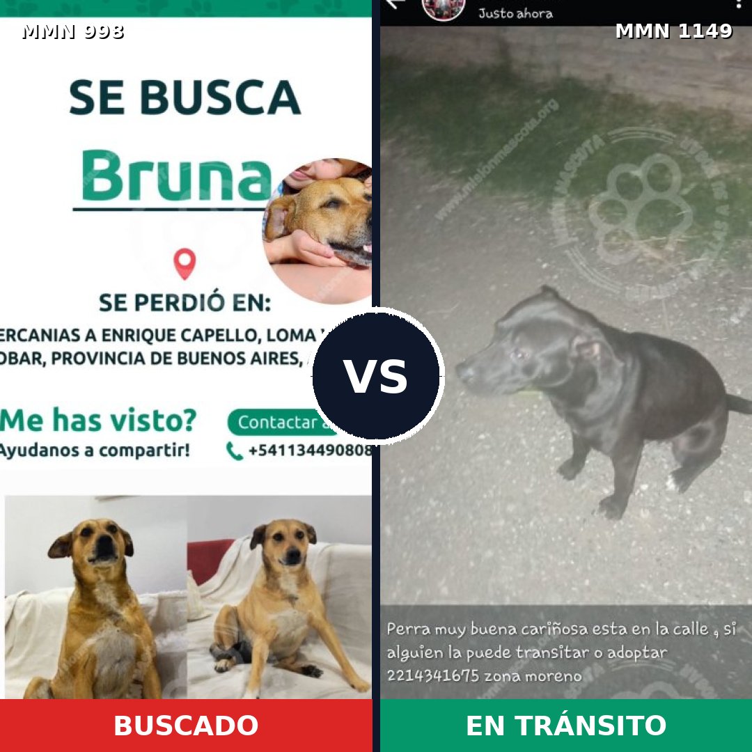 Comparativa MMS 17300: mascota perdida y mascota encontrada, 61% de similitud