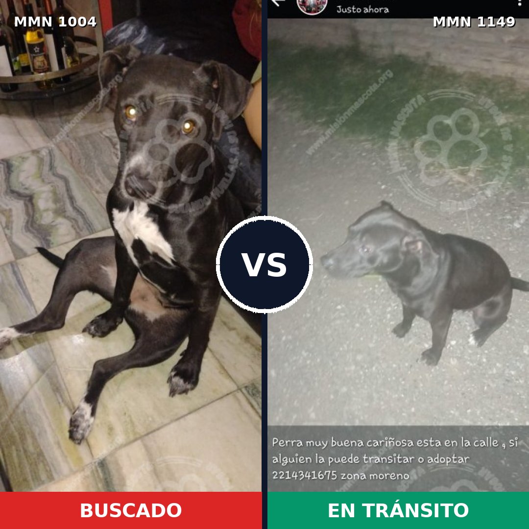 Comparativa MMS 17301: mascota perdida y mascota encontrada, 53% de similitud