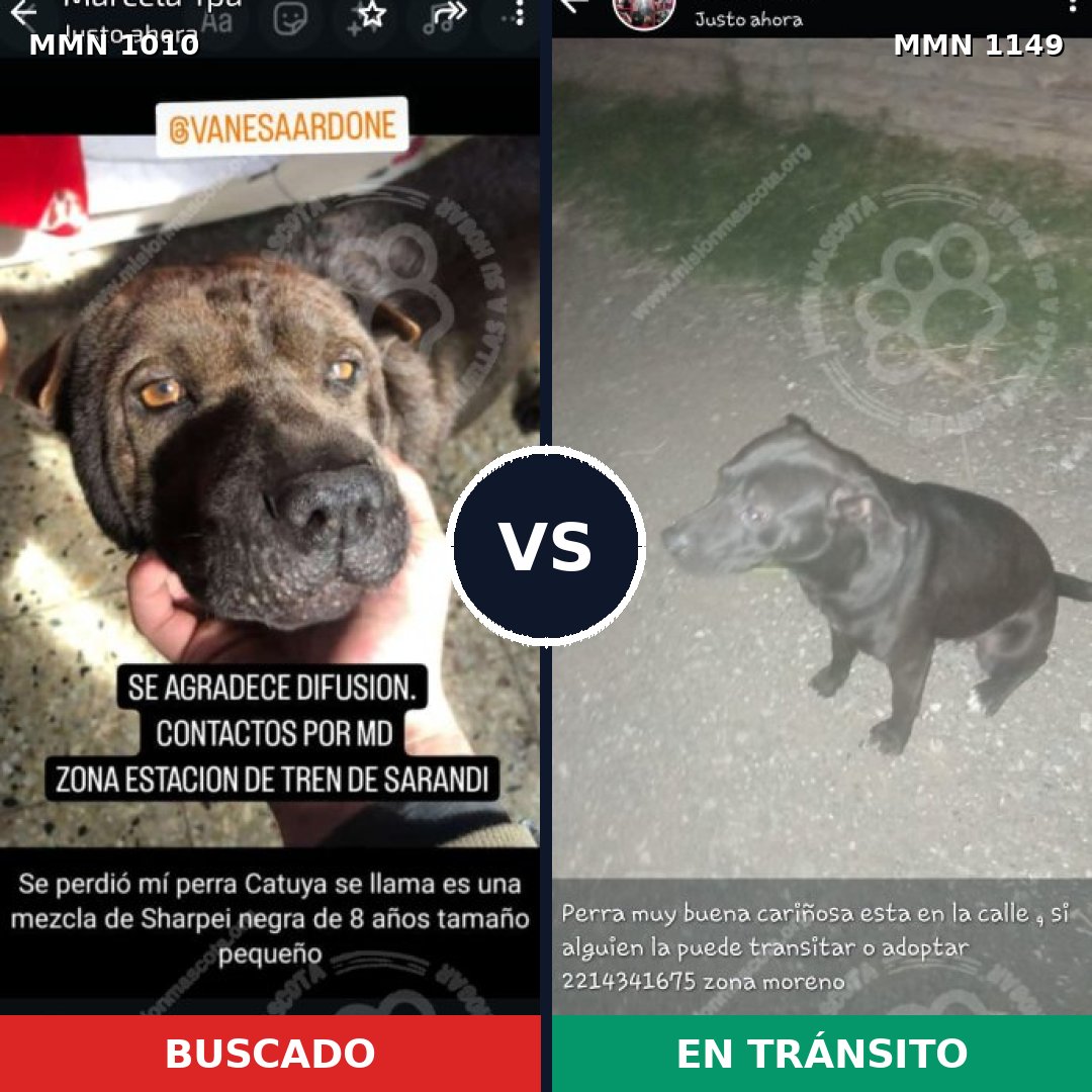 Comparativa MMS 17303: mascota perdida y mascota encontrada, 53% de similitud