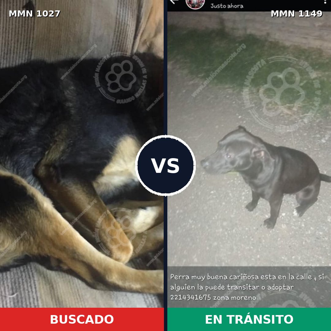 Comparativa MMS 17305: mascota perdida y mascota encontrada, 43% de similitud