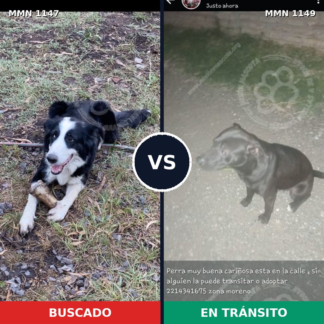 Comparativa MMS 17306: mascota perdida y mascota encontrada, 45% de similitud