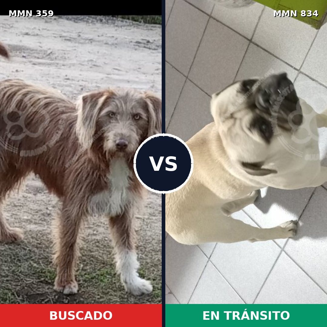 Comparativa MMS 17307: mascota perdida y mascota encontrada, 24% de similitud