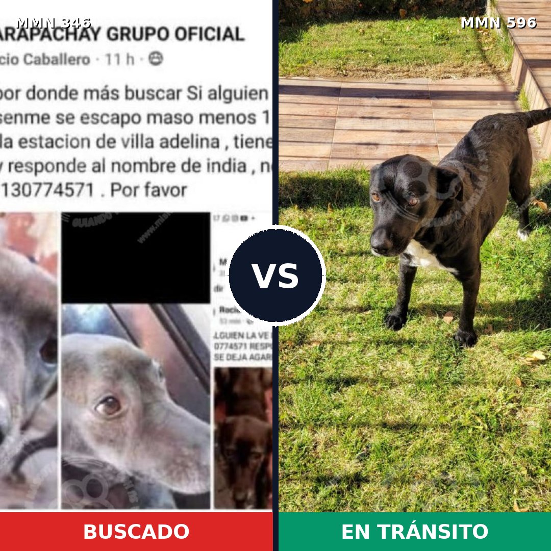 Comparativa MMS 17309: mascota perdida y mascota encontrada, 48% de similitud