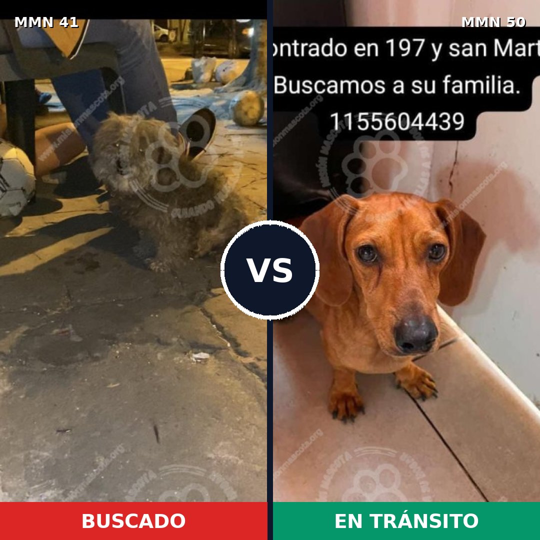 Comparativa MMS 1731: mascota perdida y mascota encontrada, 41% de similitud