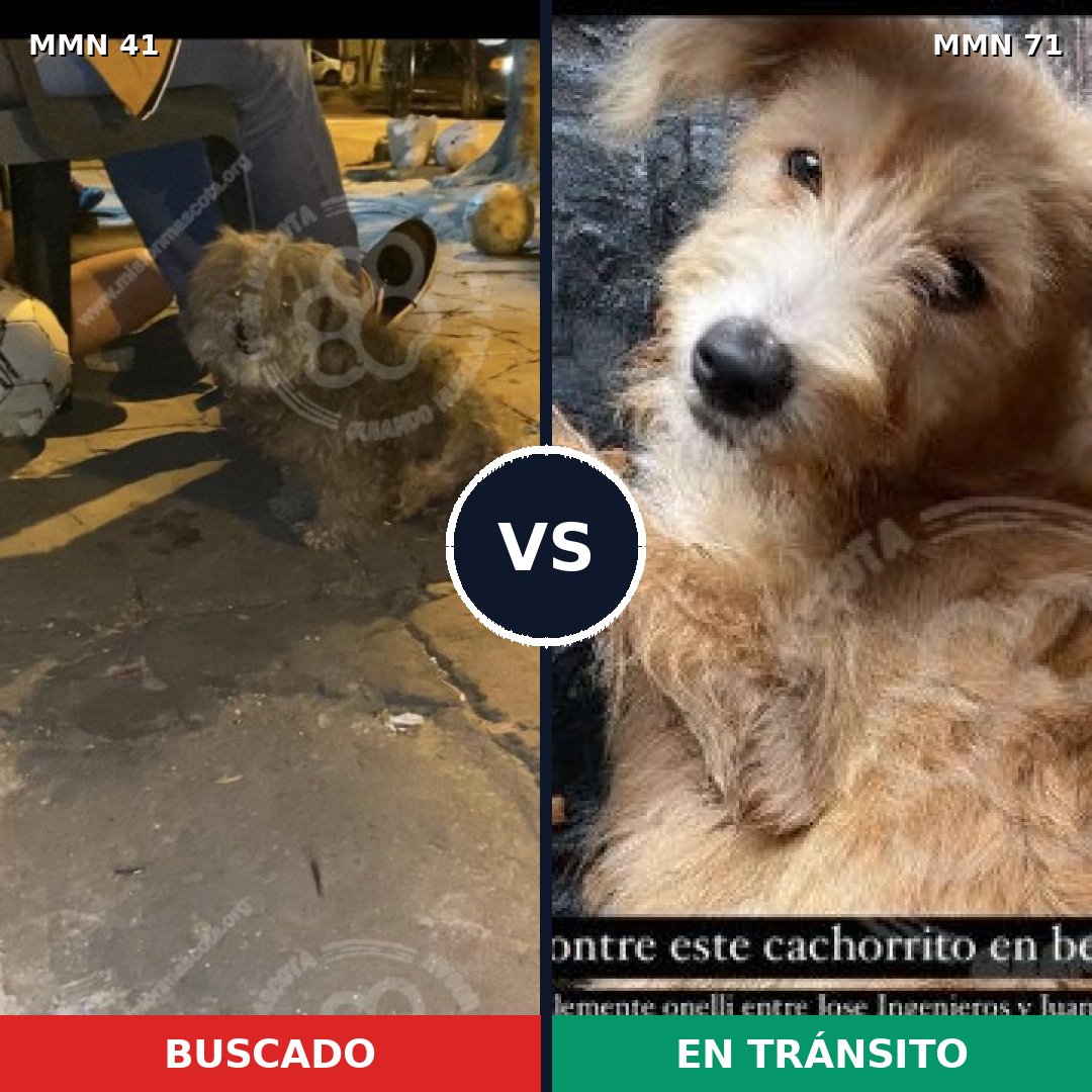 Comparativa MMS 1732: mascota perdida y mascota encontrada, 61% de similitud