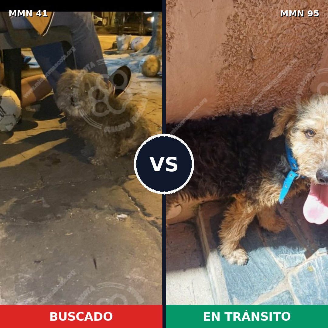 Comparativa MMS 1733: mascota perdida y mascota encontrada, 61% de similitud