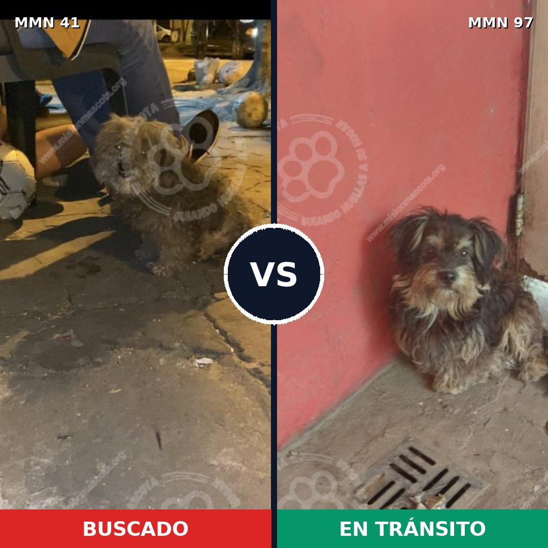 Comparativa MMS 1734: mascota perdida y mascota encontrada, 72% de similitud