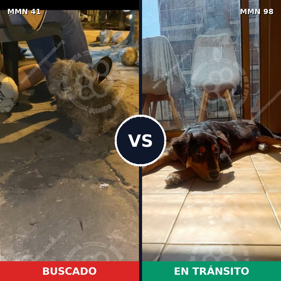 Comparativa MMS 1735: mascota perdida y mascota encontrada, 59% de similitud
