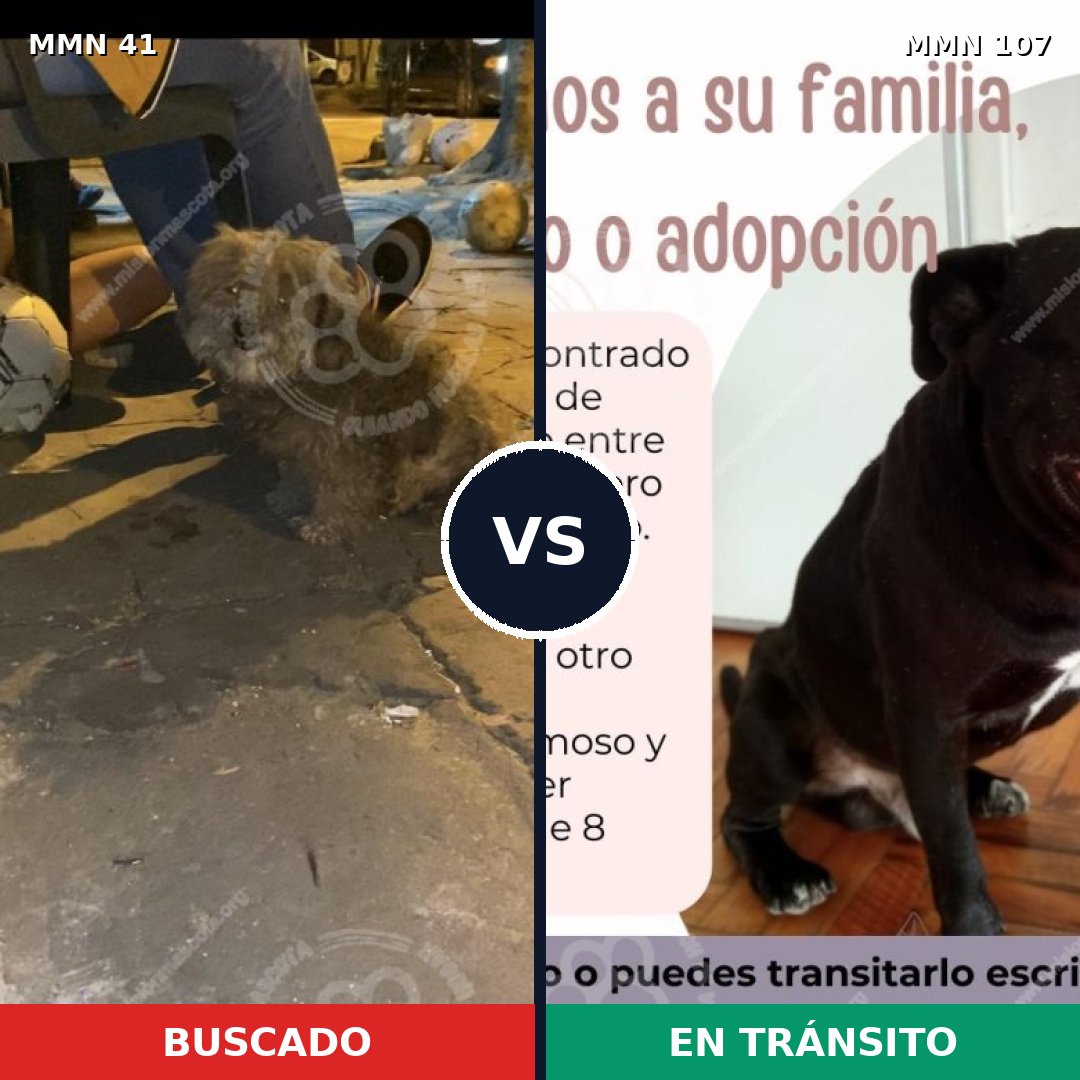 Comparativa MMS 1736: mascota perdida y mascota encontrada, 64% de similitud