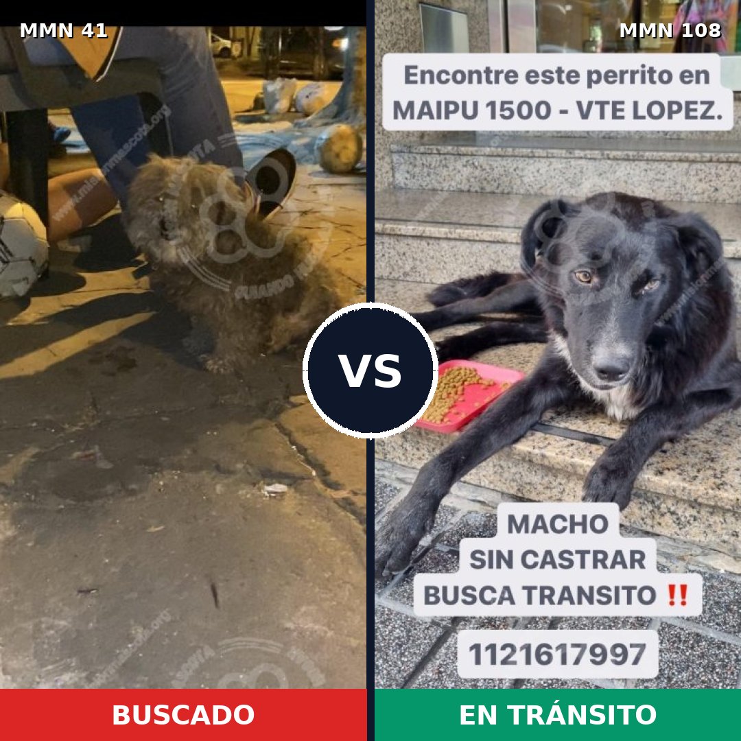 Comparativa MMS 1737: mascota perdida y mascota encontrada, 66% de similitud