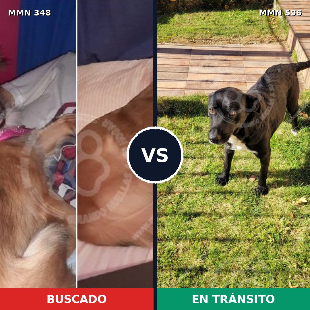 Comparativa MMS 17372: mascota perdida y mascota encontrada, 48% de similitud