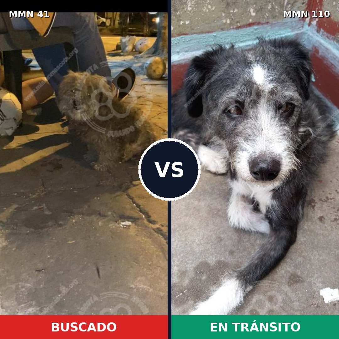 Comparativa MMS 1738: mascota perdida y mascota encontrada, 68% de similitud