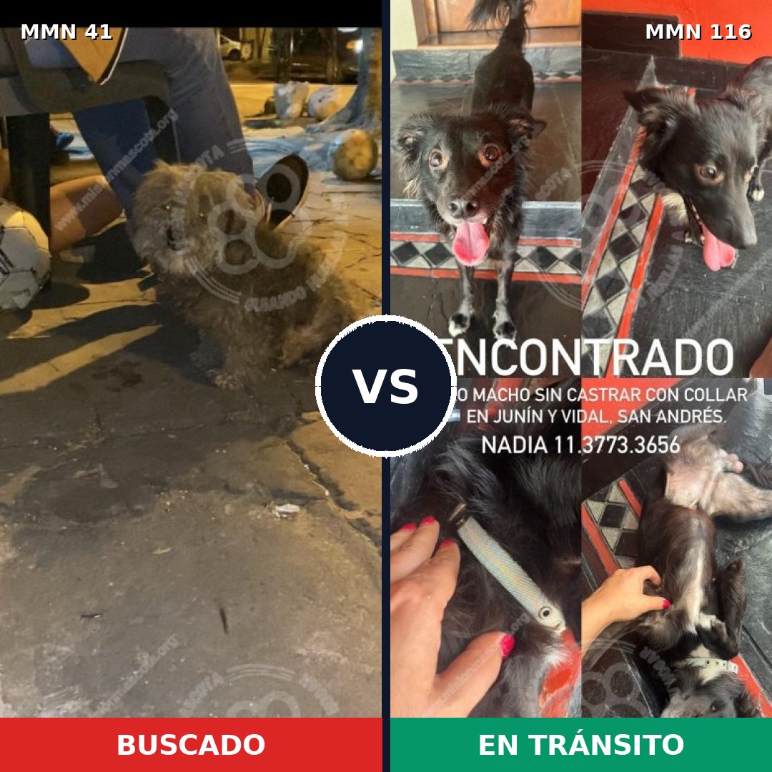 Comparativa MMS 1739: mascota perdida y mascota encontrada, 68% de similitud