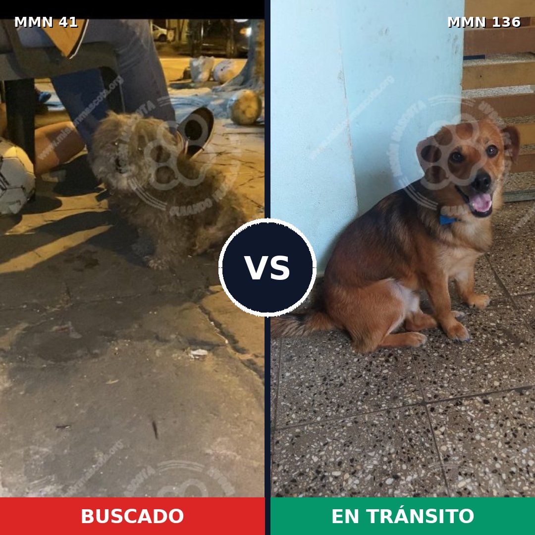 Comparativa MMS 1740: mascota perdida y mascota encontrada, 61% de similitud
