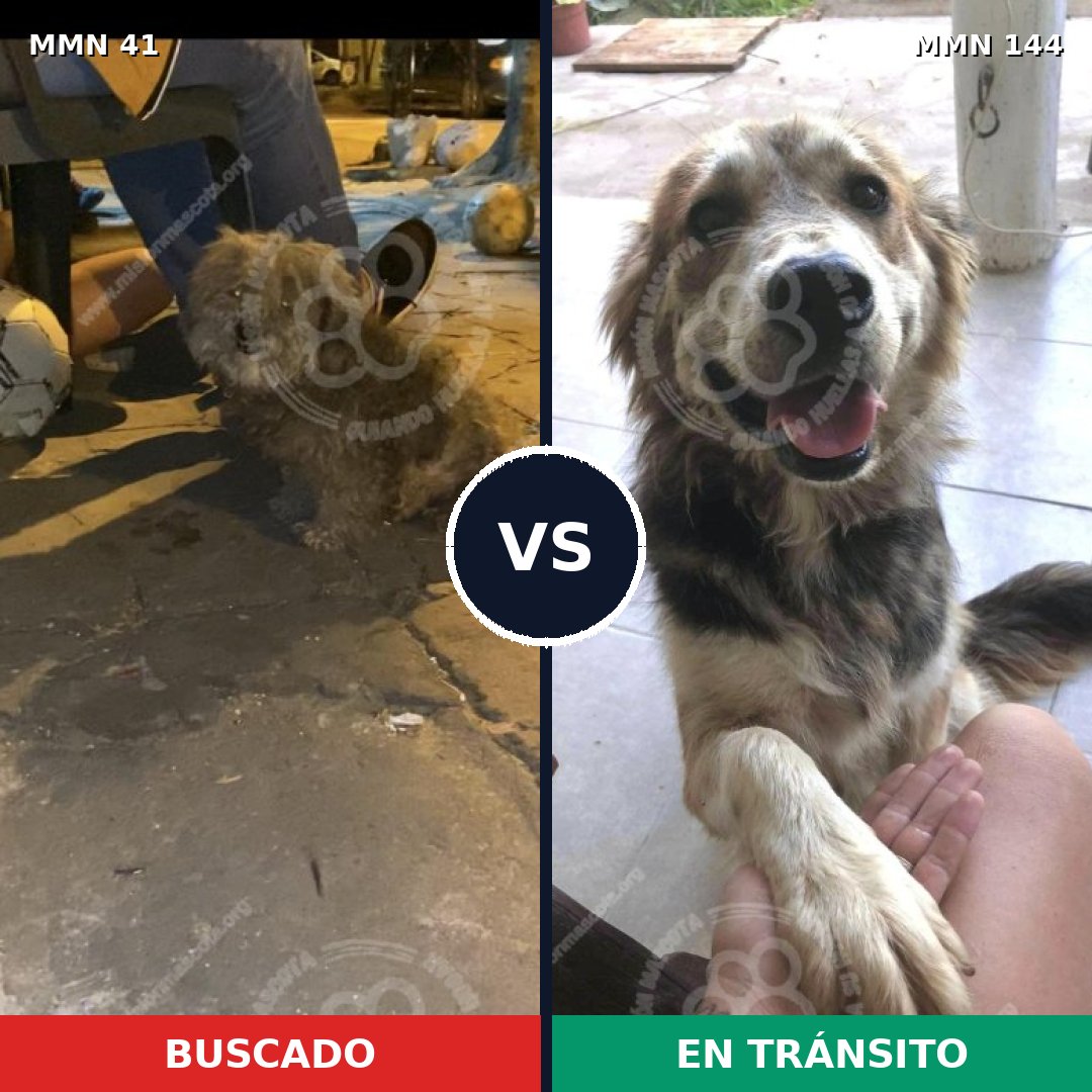 Comparativa MMS 1741: mascota perdida y mascota encontrada, 64% de similitud