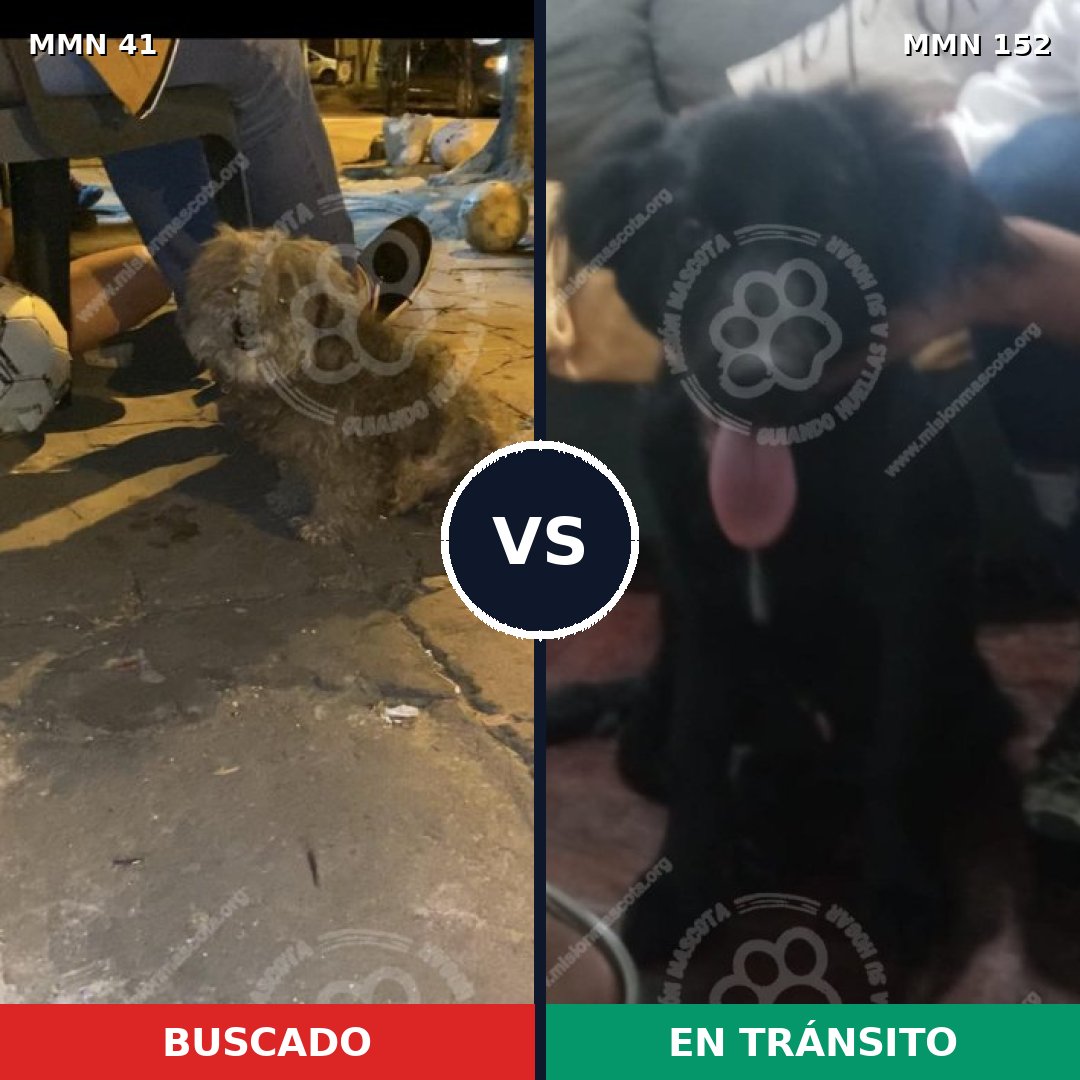 Comparativa MMS 1742: mascota perdida y mascota encontrada, 63% de similitud