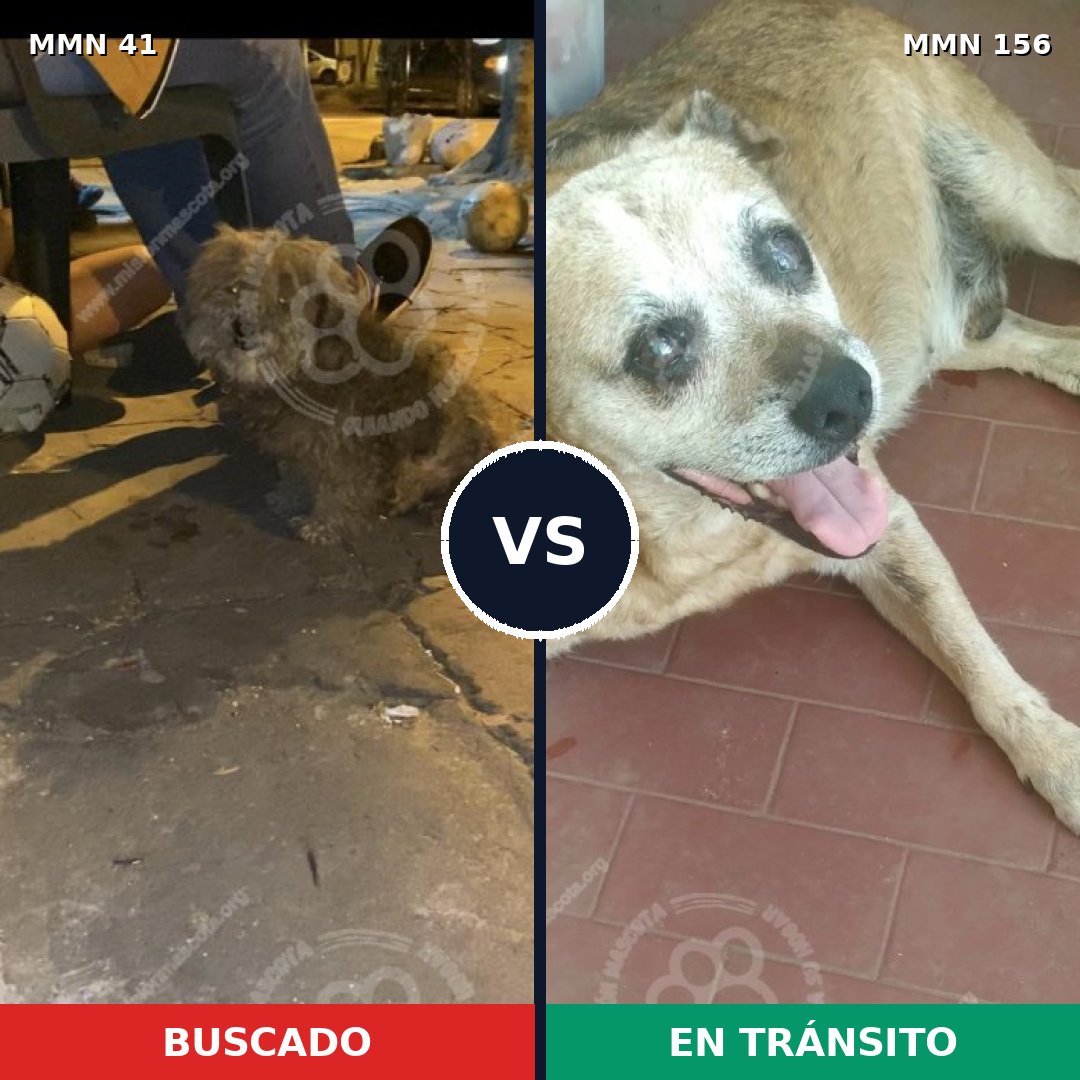 Comparativa MMS 1743: mascota perdida y mascota encontrada, 63% de similitud