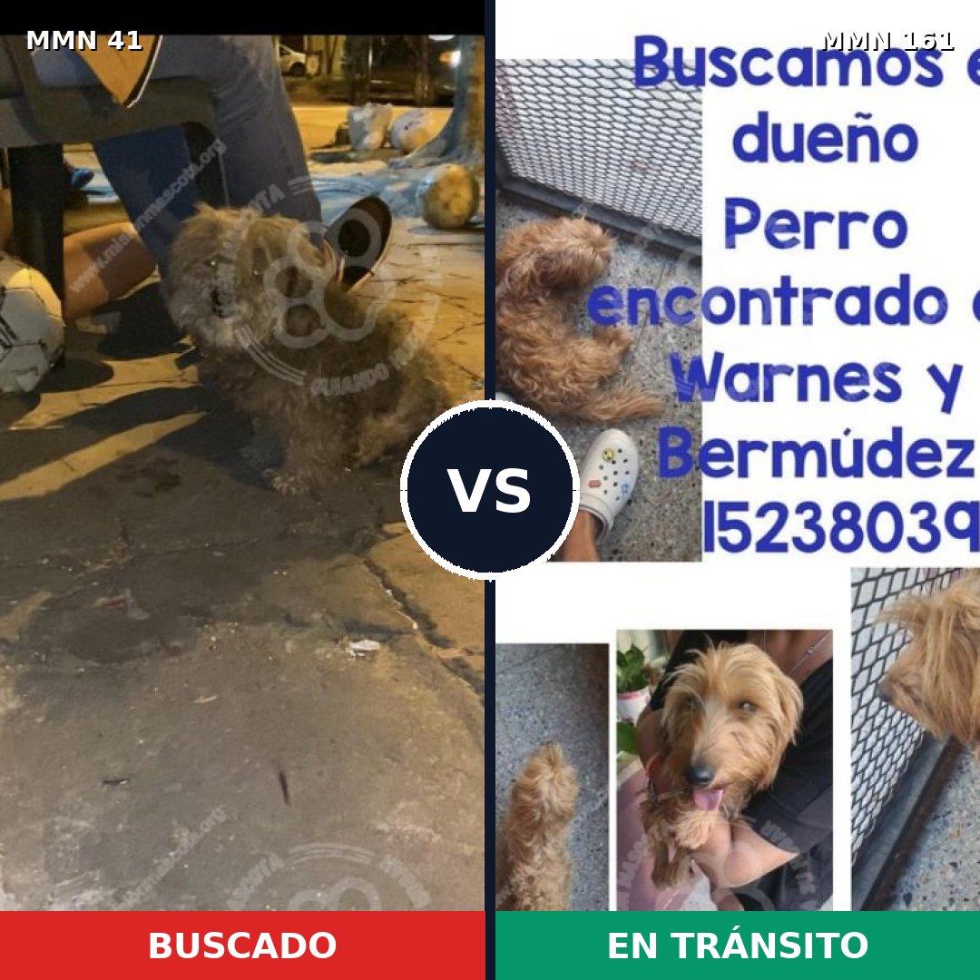 Comparativa MMS 1744: mascota perdida y mascota encontrada, 63% de similitud