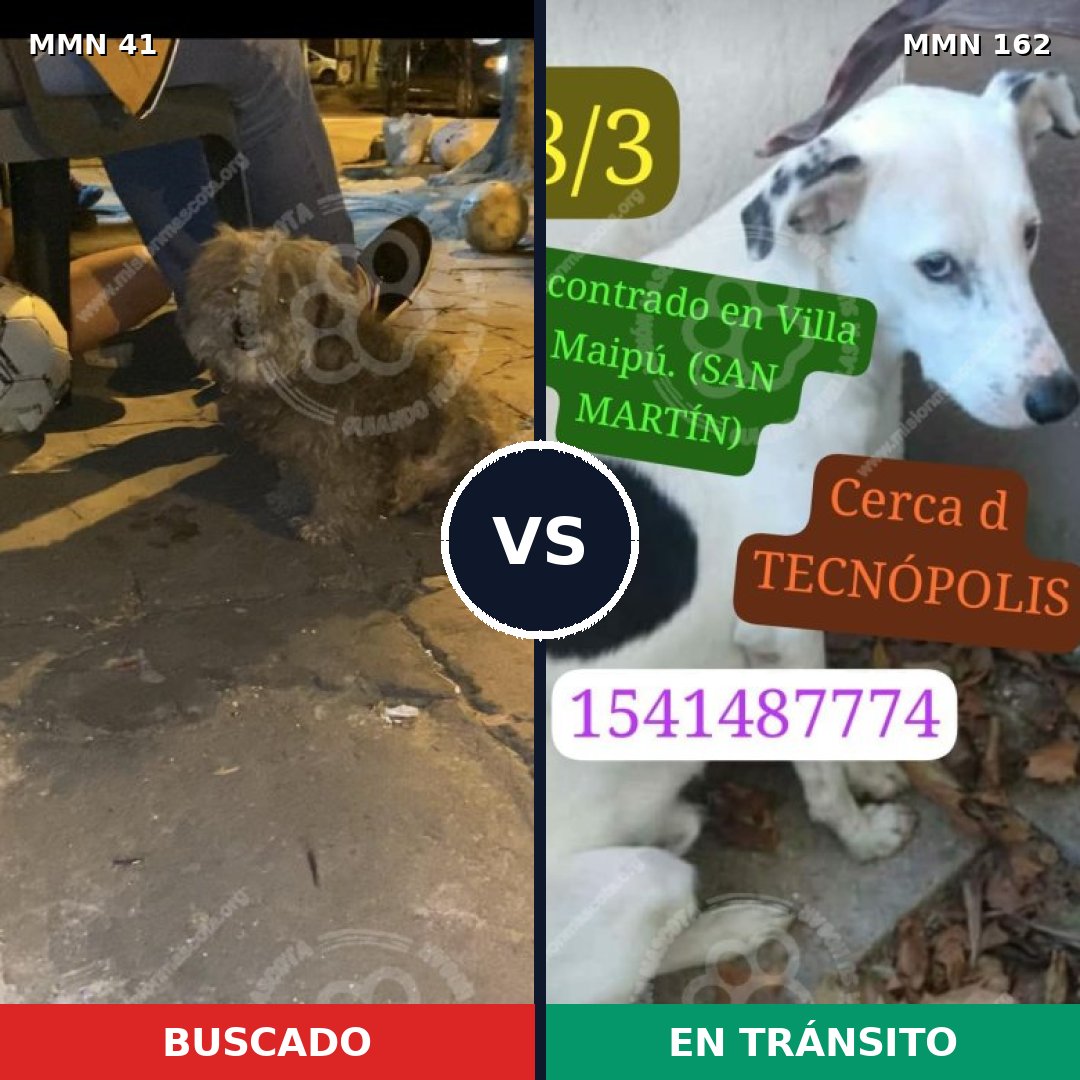 Comparativa MMS 1745: mascota perdida y mascota encontrada, 65% de similitud