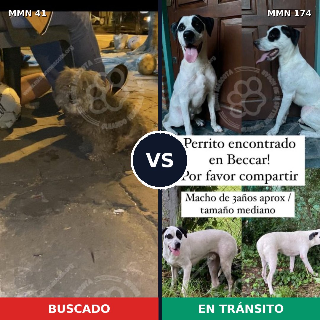 Comparativa MMS 1746: mascota perdida y mascota encontrada, 63% de similitud