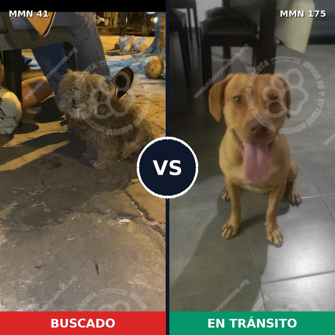 Comparativa MMS 1747: mascota perdida y mascota encontrada, 61% de similitud