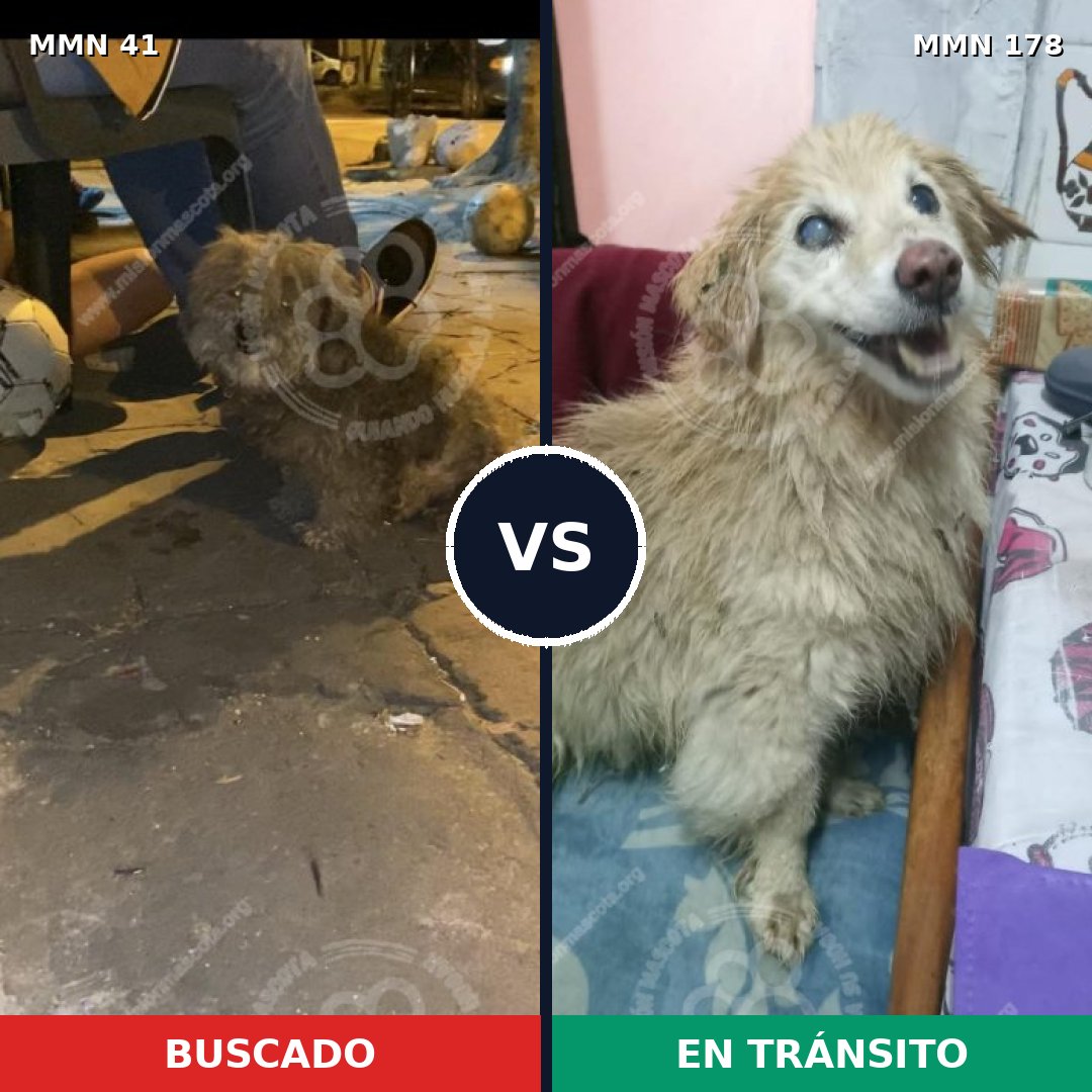 Comparativa MMS 1748: mascota perdida y mascota encontrada, 68% de similitud