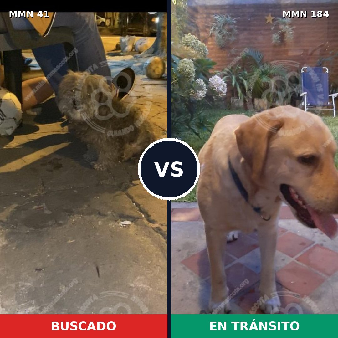 Comparativa MMS 1749: mascota perdida y mascota encontrada, 49% de similitud