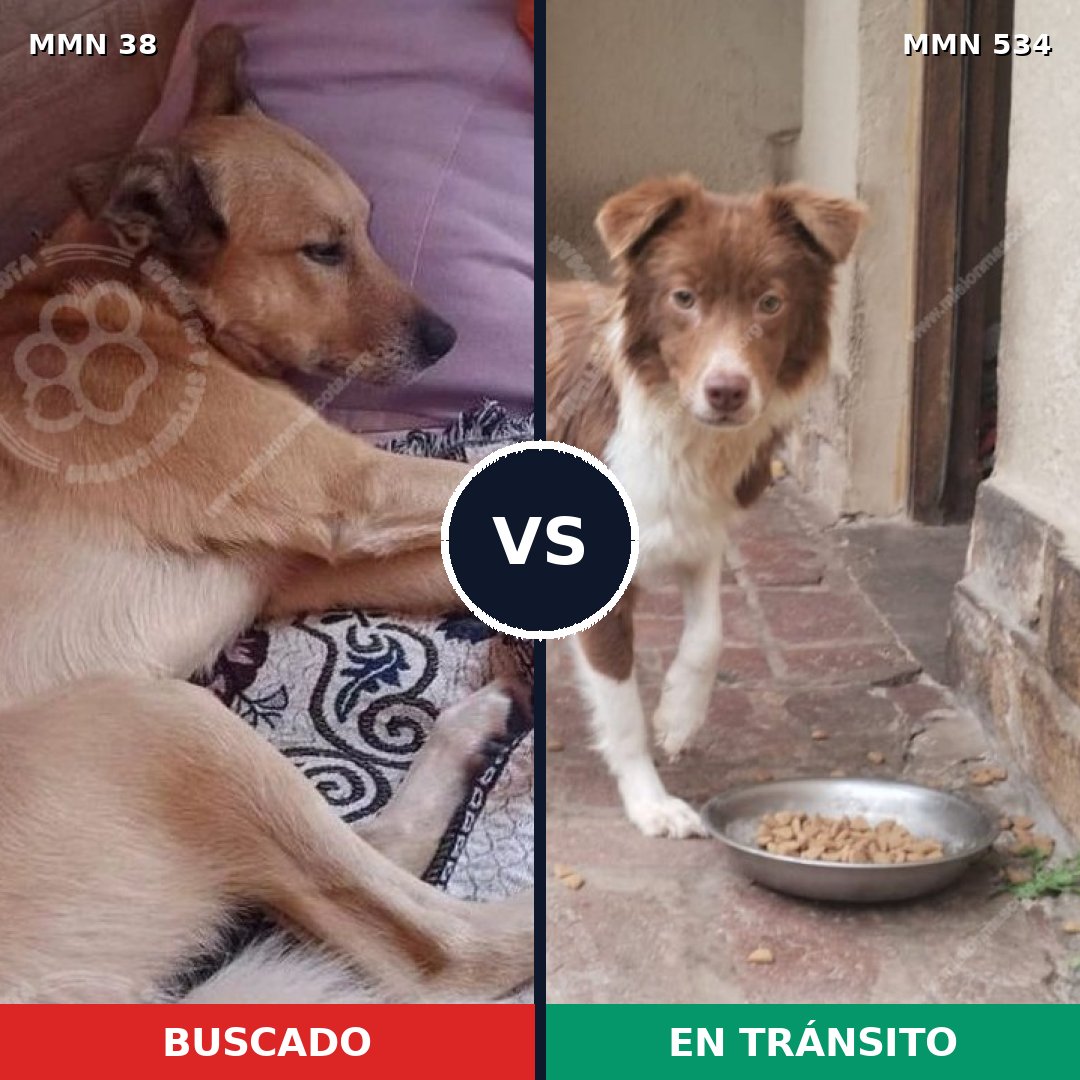 Comparativa MMS 175: mascota perdida y mascota encontrada, 65% de similitud