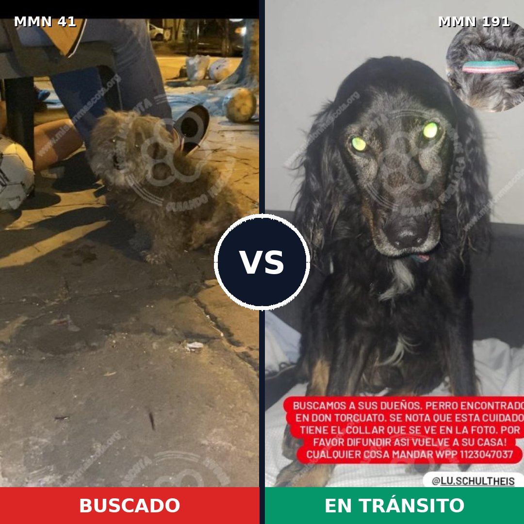 Comparativa MMS 1751: mascota perdida y mascota encontrada, 68% de similitud